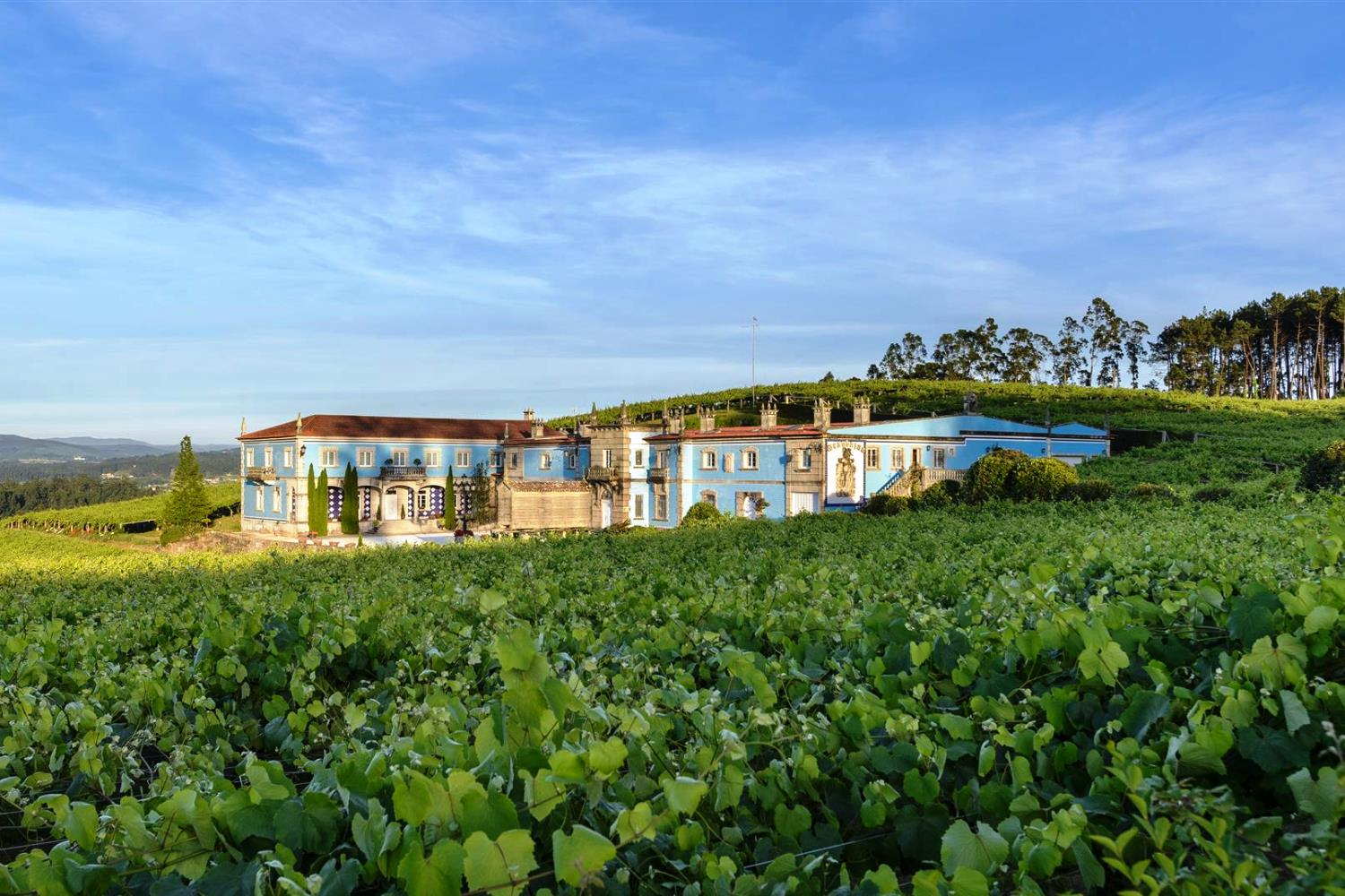 Viñedos gallegos con vistas a la ría al atardecer, copa de vino blanco Albariño en primer plano