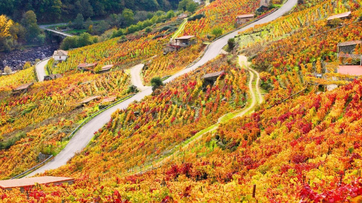 Bodegas de Galicia en otoño entre viñedos