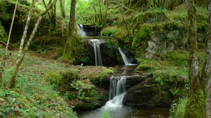 Cascada en un bosque atlántico de Galicia rodeada de vegetación verde exuberante