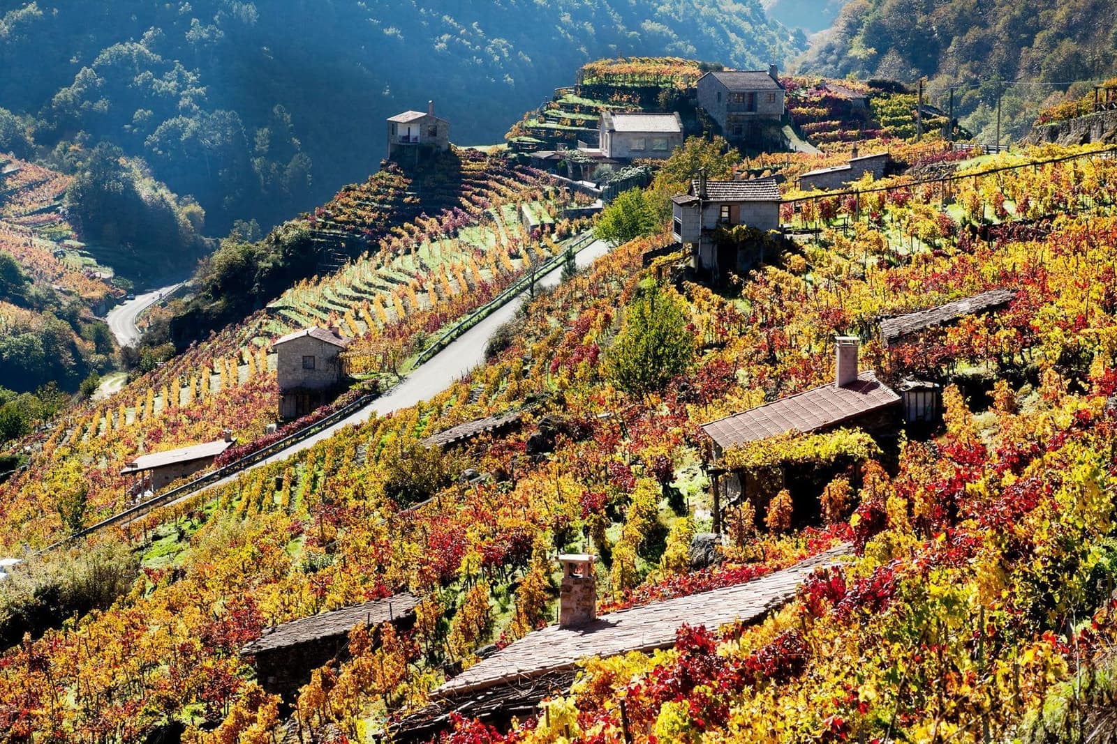 Bancales de viñedos en la Ribeira Sacra con viticultura heroica en otoño